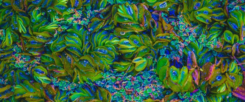 Biomimesi