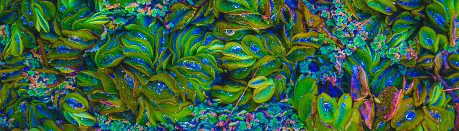 Biomimicry