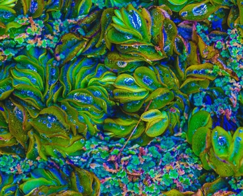 Biomimicry