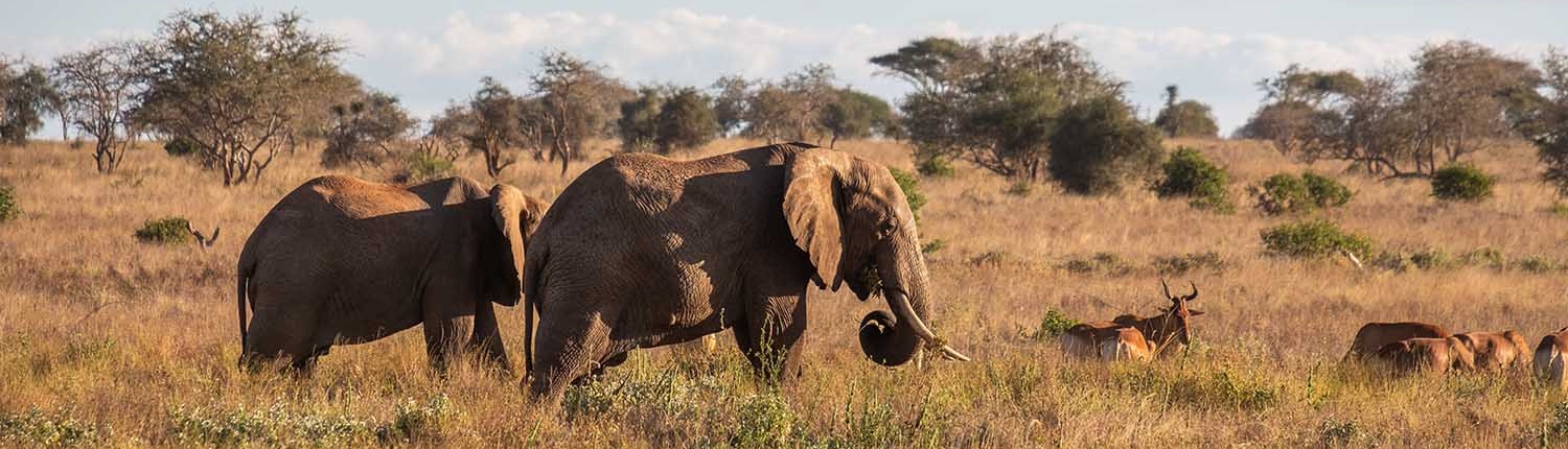 Poaching puts elephants in serious trouble