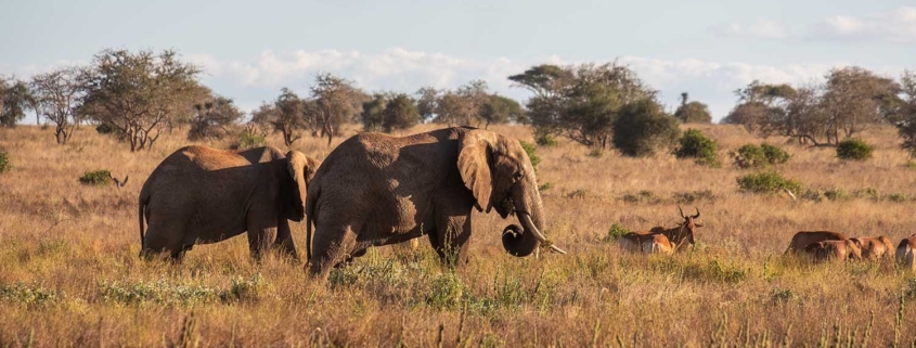 Poaching puts elephants in serious trouble