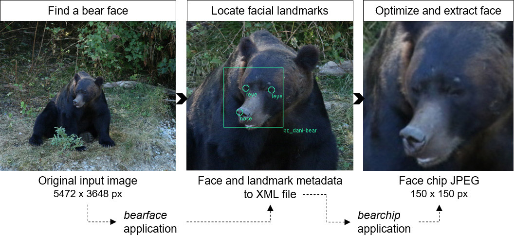 BearID